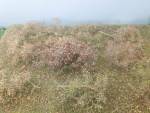 Waldlichtung, Spätherbst